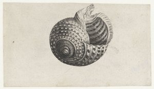 Shell, Tonna Dolium (series title: Shells) by Wenceslaus Hollar