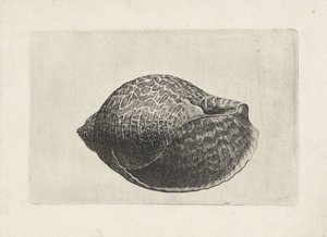 Shell, Tonna Perdix (Shells) by Wenceslaus Hollar