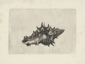 Shell, Vasum Ceramicum (Shells) by Wenceslaus Hollar