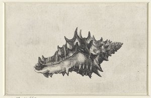 Shell, ceramic vase (Shells series title) by Wenceslaus Hollar