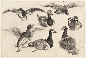 Seven ducks by Wenceslaus Hollar