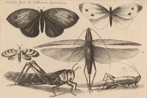 Six Insects