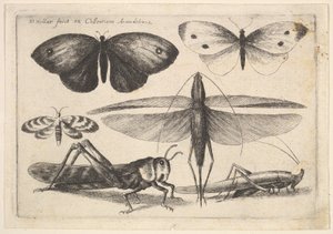 Six Insects