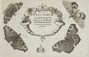 Title Page from Diversae Insectorum by Wenceslaus Hollar