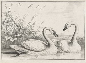 Two Swans by Wenceslaus Hollar