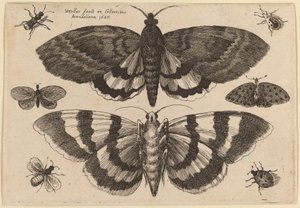 Two Moths and Six Insects by Wenceslaus Hollar