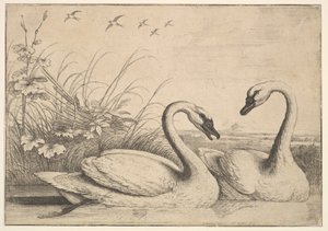Two Swans