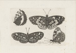Four Butterflies by Wenceslaus Hollar