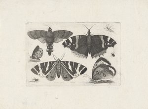 Four Butterflies, a Moth, Two Beetles, and a Fly by Wenceslaus Hollar