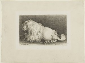 White Dog