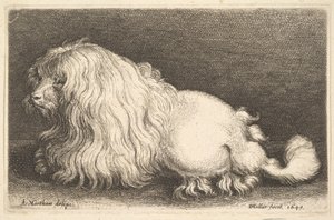 White Dog