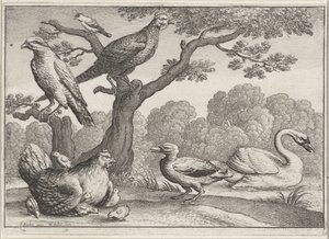 Swan, Hen with Chicks, and Other Birds (Various Birds) by Wenceslaus Hollar