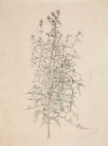 Thistle by Werner Holmberg