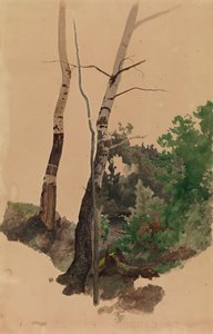 Two Bare Birch Trunks and Bushes