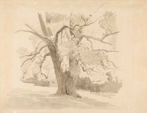 Base of an Old Deciduous Tree by Werner Holmberg