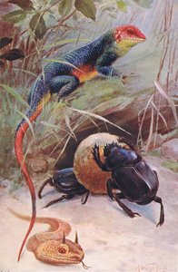 A Gama, Horned Viper and Sacred Beetle, illustration from Wildlife of the World by Wilhelm Kuhnert