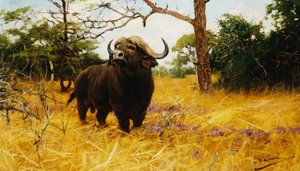A Kaffir Buffalo in Prairie Grass