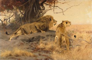 A Lion and a Lioness in the Savannah