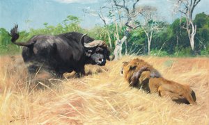 Buffalo and Lion Before the Fight