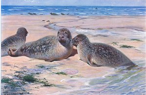 Common Seal