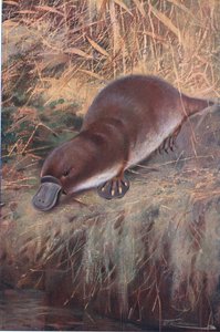 Duckbill, illustration from Wildlife of the World, c.1910 by Wilhelm Kuhnert