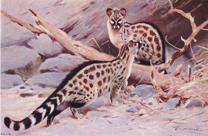 Dungola Genet, illustration from Wildlife of the World