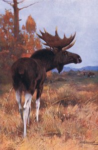 Elk or Moose by Wilhelm Kuhnert