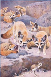 Fennec and Jerboa, illustration from Wildlife of the World