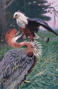 Giant Heron and Sea Eagle, illustration from Wildlife of the World, c.1910 by Wilhelm Kuhnert