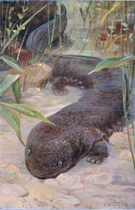 Giant Salamander by Wilhelm Kuhnert