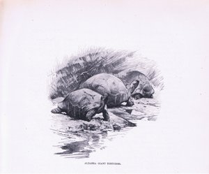 Giant Tortoises, illustration from Wildlife of the World, c.1910