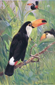 Giant Toucan