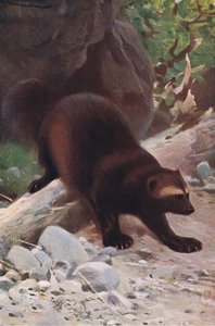 Glutton or Wolverine by Wilhelm Kuhnert
