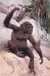 Gorilla, illustration from Wildlife of the World by Wilhelm Kuhnert