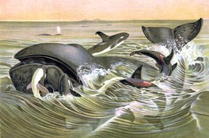 Greenland Whales