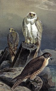 Hunting Falcon by Wilhelm Kuhnert