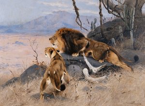 Lion and Lioness