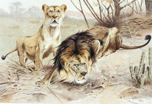 Lion, plate from "Brehms Tierleben: Allgemeine Kunde des Tierreichs", vol.1, p.453, published by Bibliographisches Institut by Wilhelm Kuhnert