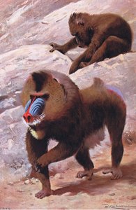 Mandrill, illustration from Wildlife of the World