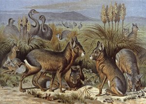 Mara or Patagonia Hare by Wilhelm Kuhnert