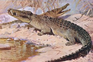 Nile Crocodile, illustration from Wildlife of the World