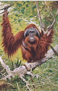 Orangutan