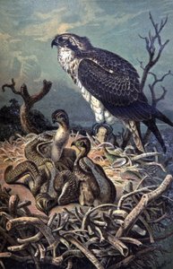 Osprey by Wilhelm Kuhnert