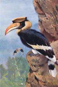 Pied Hornbill