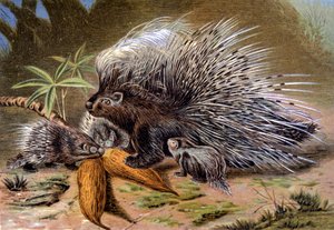 Porcupine