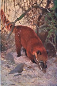 Red Coati by Wilhelm Kuhnert