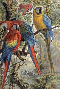 Red Parrots by Wilhelm Kuhnert