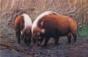 River Hog, illustration from Wildlife of the World, c.1910 by Wilhelm Kuhnert