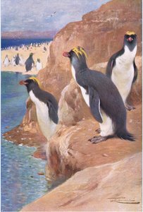Rock Penguin, illustration from Wildlife of the World, c.1910 by Wilhelm Kuhnert