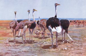 Somali Ostrich, illustration from Wildlife of the World by Wilhelm Kuhnert